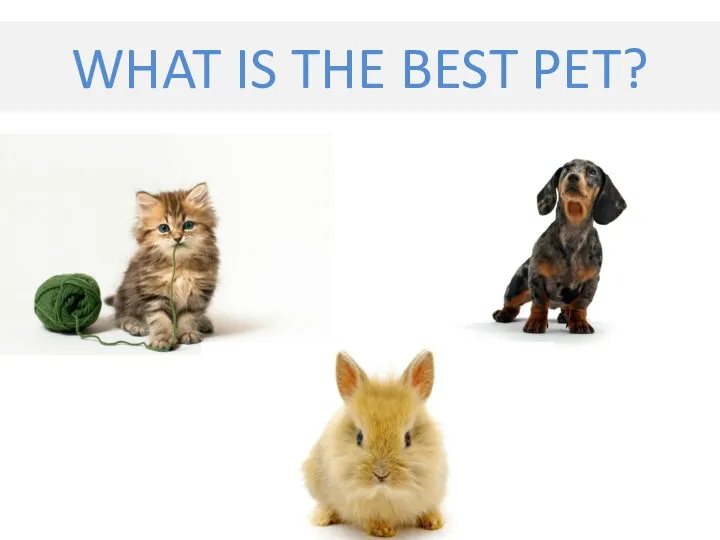 WHAT IS THE BEST PET?