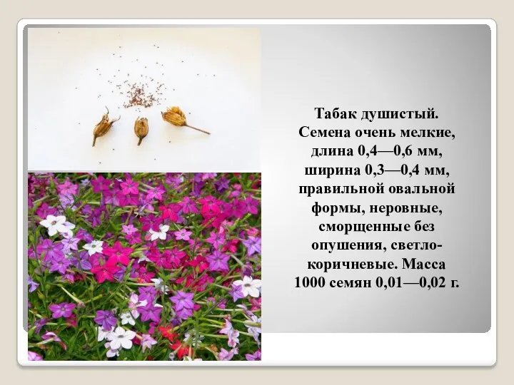 Табак душистый. Семена очень мелкие, длина 0,4—0,6 мм, ширина 0,3—0,4 мм, правильной овальной