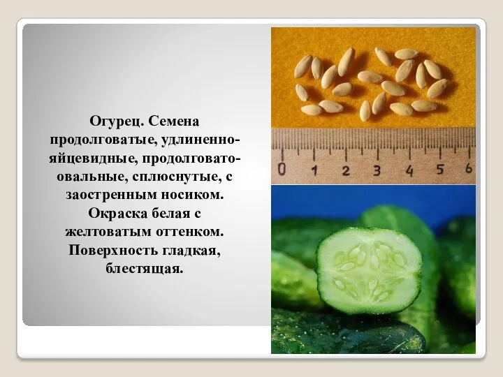 Огурец. Семена продолговатые, удлиненно-яйцевидные, продолговато-овальные, сплюснутые, с заостренным носиком. Окраска белая с желтоватым