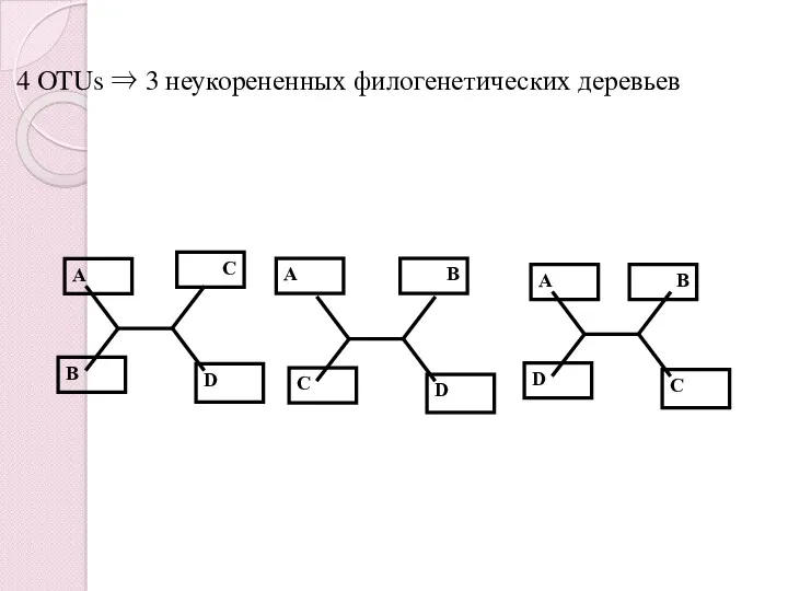 D C A B 4 OTUs ⇒ 3 неукорененных филогенетических деревьев D B A C