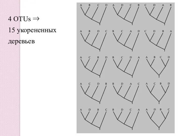 4 OTUs ⇒ 15 укорененных деревьев