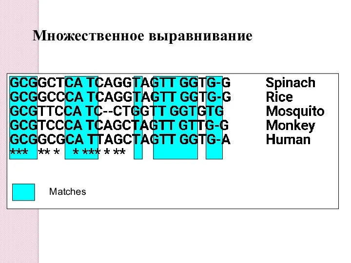 Множественное выравнивание Matches