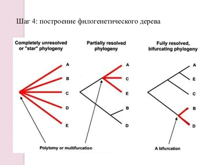 Шаг 4: построение филогенетического дерева