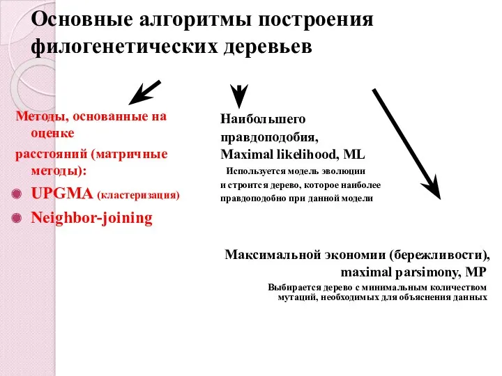 Основные алгоритмы построения филогенетических деревьев Методы, основанные на оценке расстояний