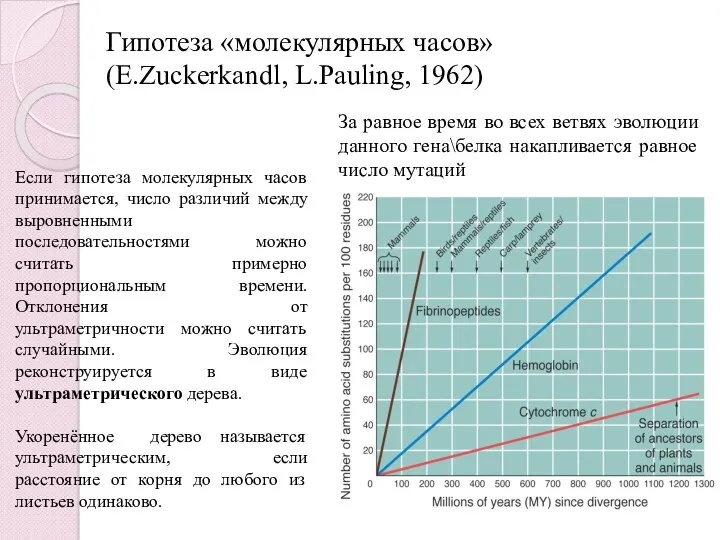 Гипотеза «молекулярных часов» (E.Zuckerkandl, L.Pauling, 1962) За равное время во