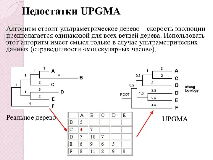 Недостатки UPGMA Алгоритм строит ультраметрическое дерево – скорость эволюции предполагается