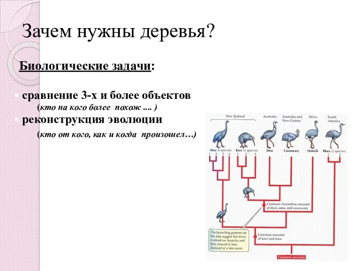 Зачем нужны деревья? Биологические задачи: сравнение 3-х и более объектов