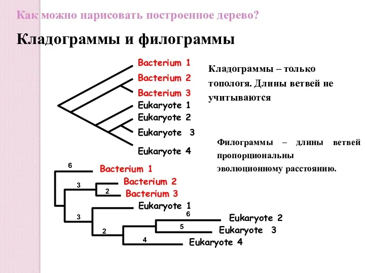 Bacterium 1 Bacterium 3 Bacterium 2 Eukaryote 1 Eukaryote 4