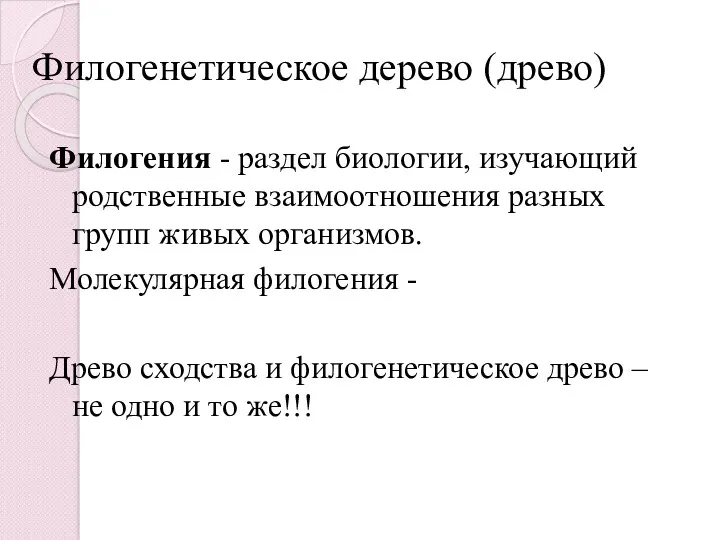 Филогенетическое дерево (древо) Филогения - раздел биологии, изучающий родственные взаимоотношения