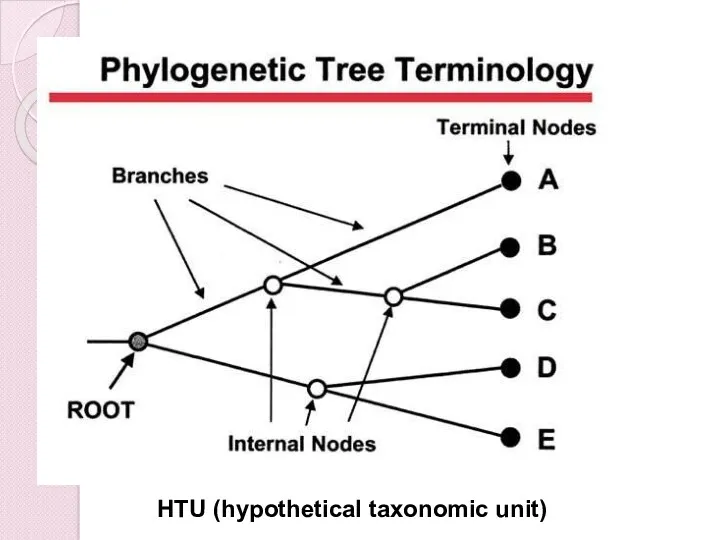 OTU HTU (hypothetical taxonomic unit)