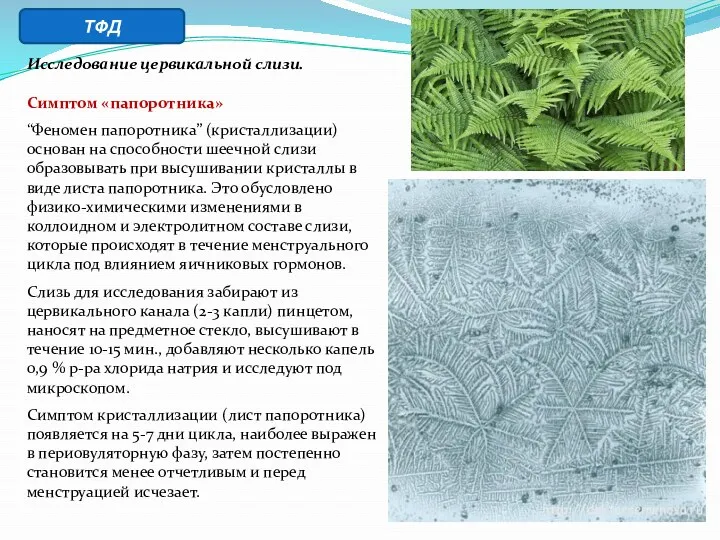 Исследование цервикальной слизи. Симптом «папоротника» “Феномен папоротника” (кристаллизации) основан на