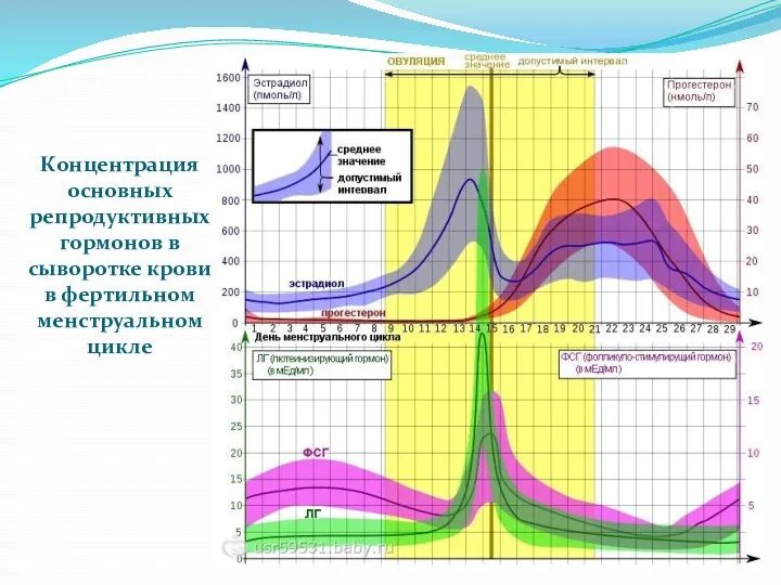 Концентрация основных репродуктивных гормонов в сыворотке крови в фертильном менструальном цикле