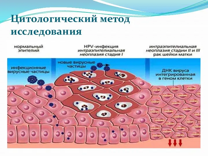 Цитологический метод исследования