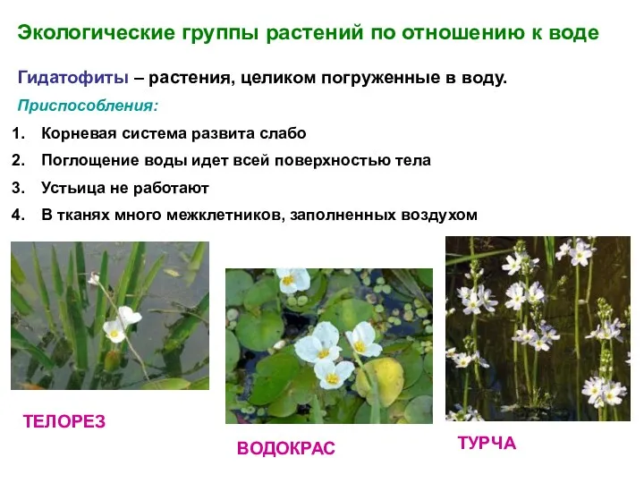 Экологические группы растений по отношению к воде Гидатофиты – растения,