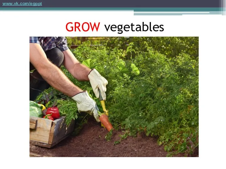 GROW vegetables www.vk.com/egppt