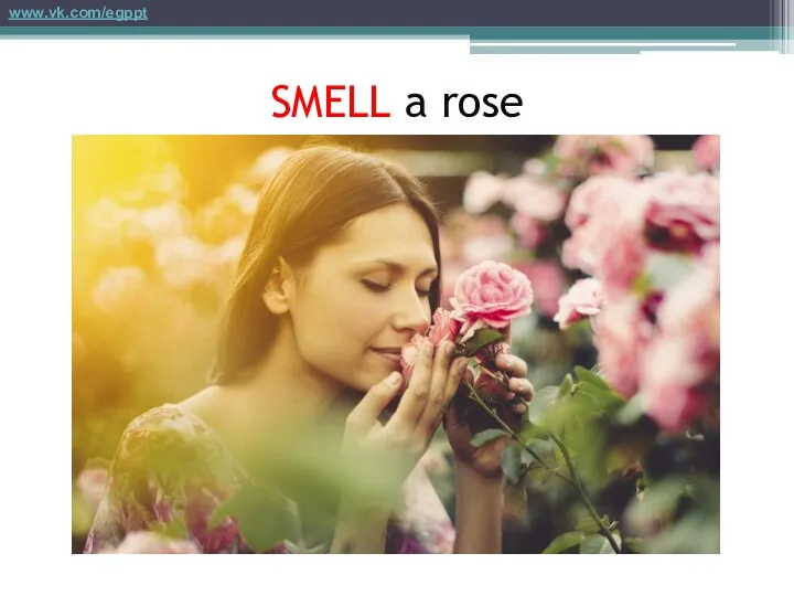 SMELL a rose www.vk.com/egppt