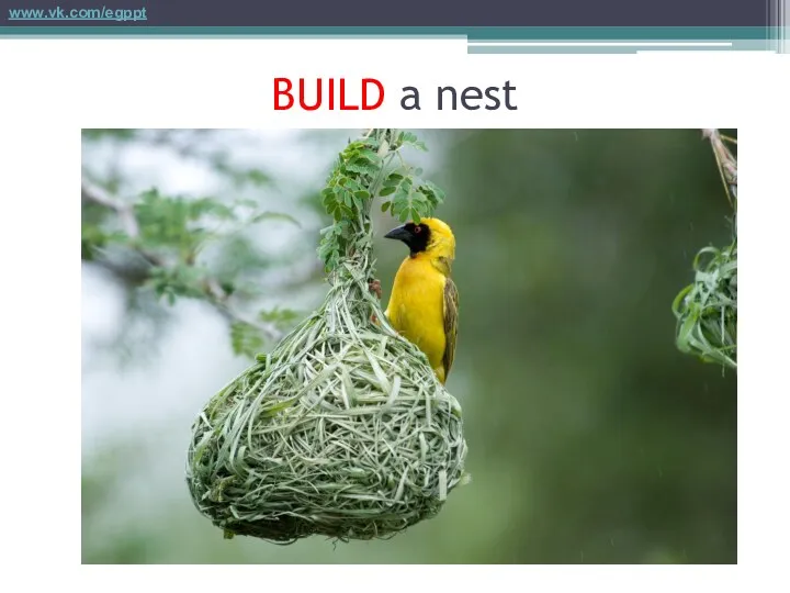 BUILD a nest www.vk.com/egppt