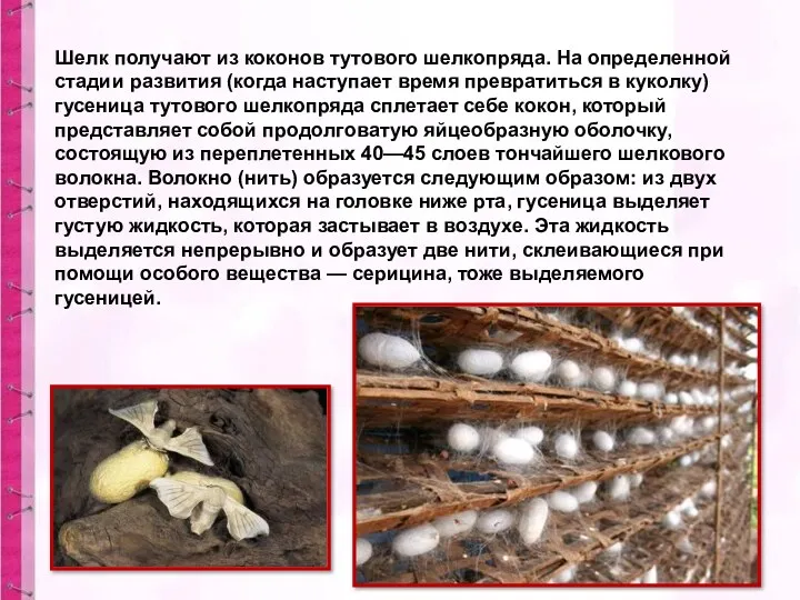 Шелк получают из коконов тутового шелкопряда. На определенной стадии развития