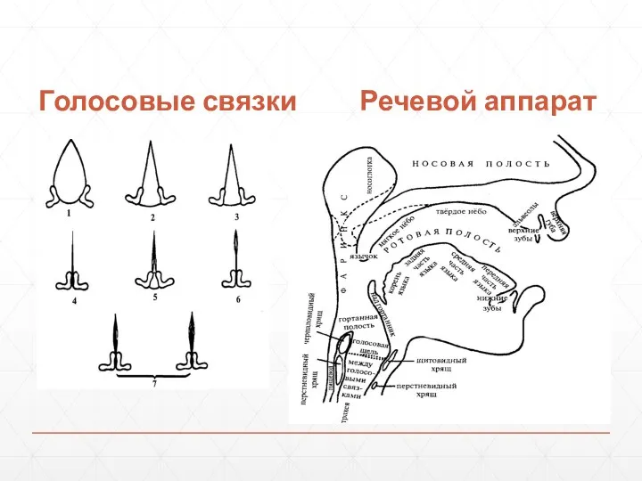 Голосовые связки Речевой аппарат