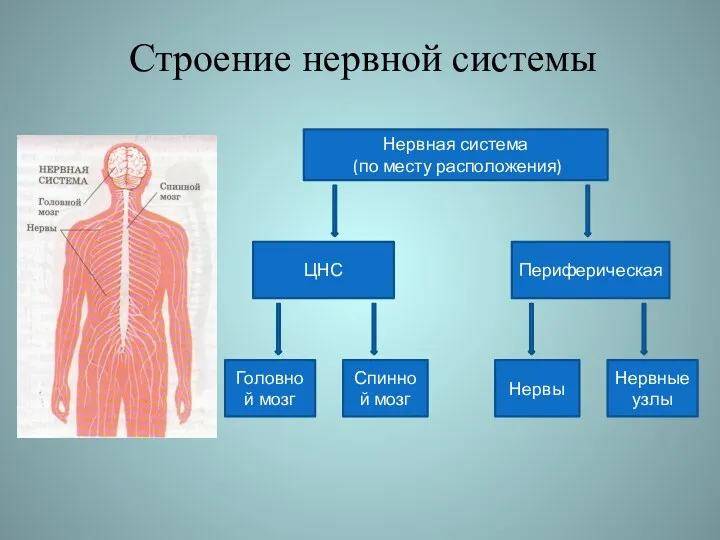 Нервная система (по месту расположения) Строение нервной системы ЦНС Периферическая