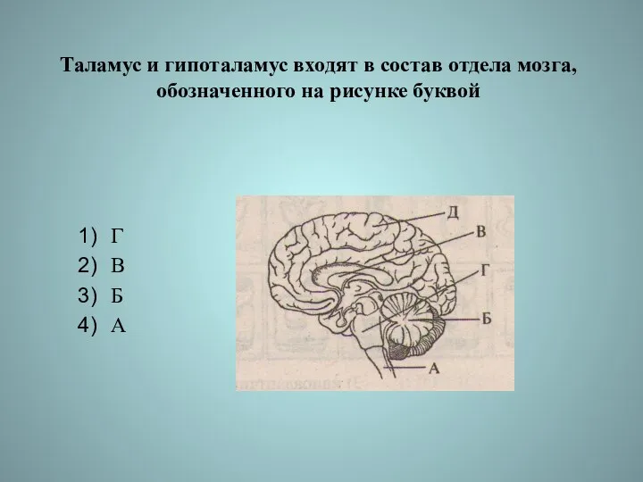 Таламус и гипоталамус входят в состав отдела мозга, обозначенного на рисунке буквой Г В Б А