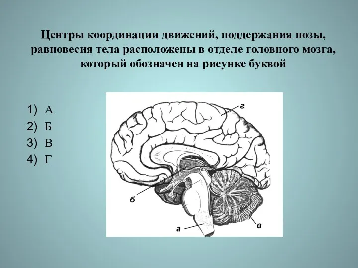 Центры координации движений, поддержания позы, равновесия тела расположены в отделе