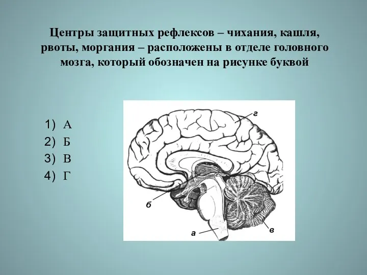 Центры защитных рефлексов – чихания, кашля, рвоты, моргания – расположены