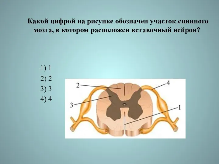 Какой цифрой на рисунке обозначен участок спинного мозга, в котором