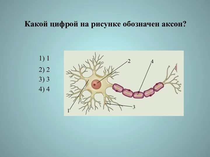 Какой цифрой на рисунке обозначен аксон? 1) 1 2) 2 3) 3 4) 4