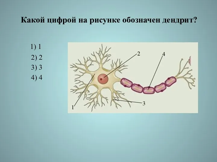 Какой цифрой на рисунке обозначен дендрит? 1) 1 2) 2 3) 3 4) 4