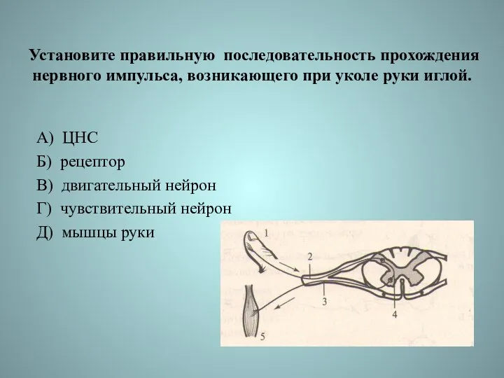 Установите правильную последовательность прохождения нервного импульса, возникающего при уколе руки