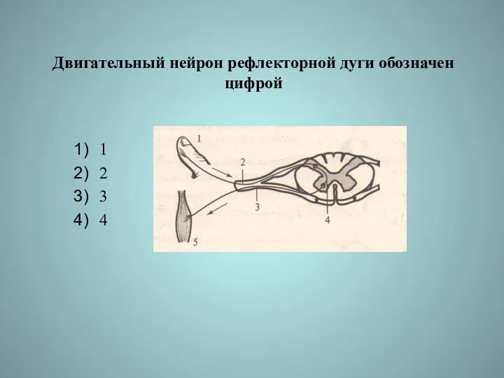 Двигательный нейрон рефлекторной дуги обозначен цифрой 1 2 3 4