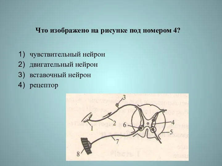 Что изображено на рисунке под номером 4? чувствительный нейрон двигательный нейрон вставочный нейрон рецептор