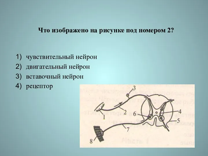 Что изображено на рисунке под номером 2? чувствительный нейрон двигательный нейрон вставочный нейрон рецептор