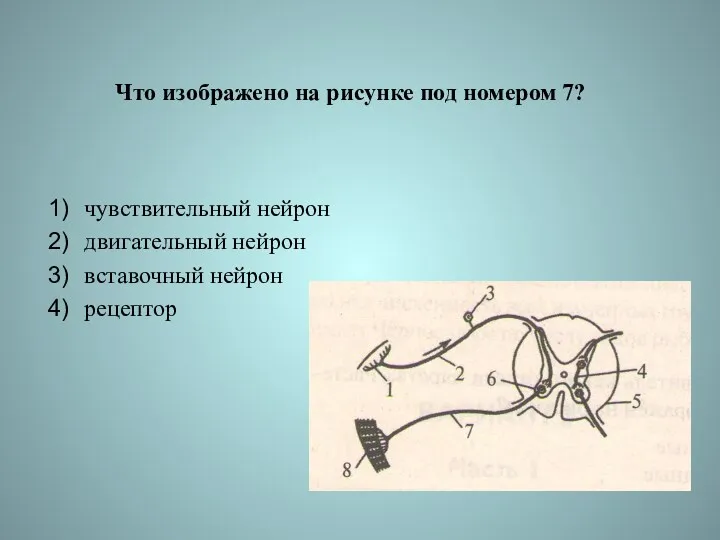 Что изображено на рисунке под номером 7? чувствительный нейрон двигательный нейрон вставочный нейрон рецептор