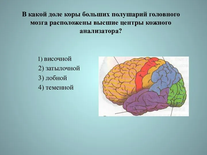 В какой доле коры больших полушарий головного мозга расположены высшие