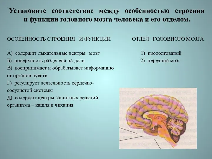 Установите соответствие между особенностью строения и функции головного мозга человека