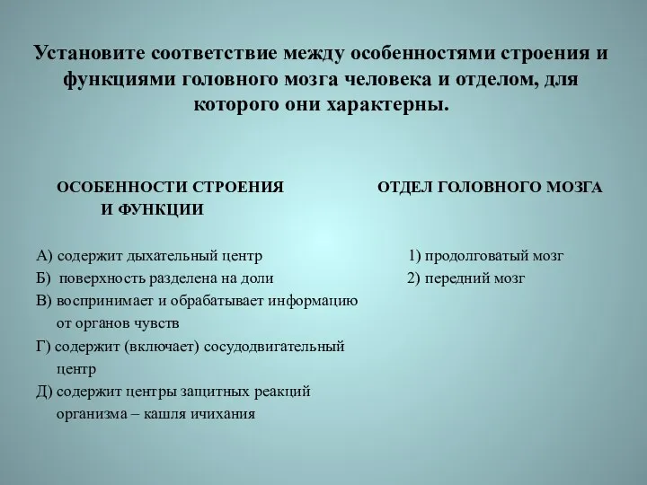 Установите соответствие между особенностями строения и функциями головного мозга человека