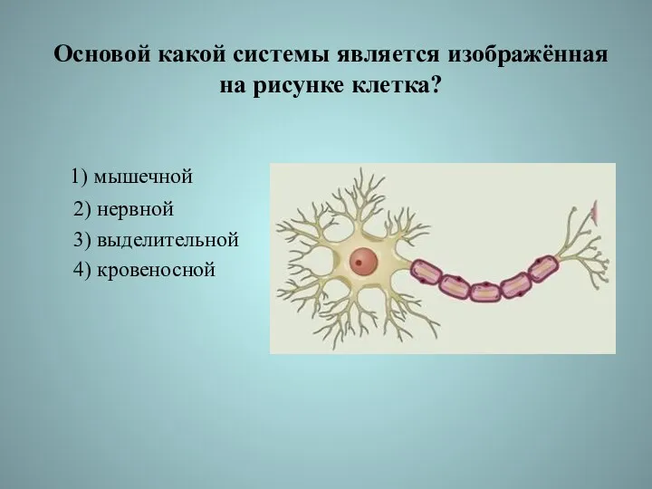 Основой какой системы является изображённая на рисунке клетка? 1) мышечной 2) нервной 3) выделительной 4) кровеносной