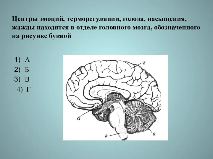 Центры эмоций, терморегуляции, голода, насыщения, жажды находятся в отделе головного