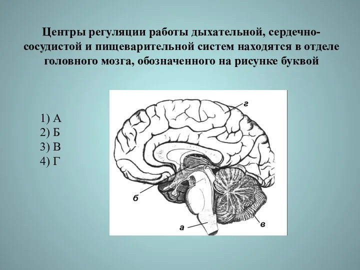 Центры регуляции работы дыхательной, сердечно-сосудистой и пищеварительной систем находятся в