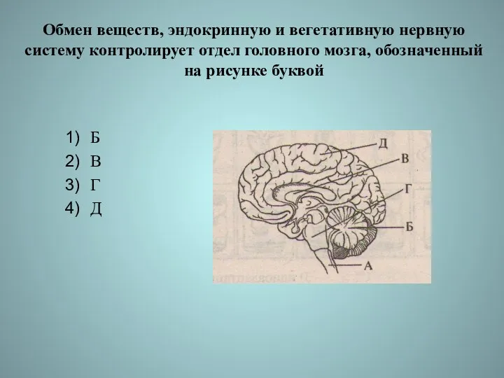 Обмен веществ, эндокринную и вегетативную нервную систему контролирует отдел головного