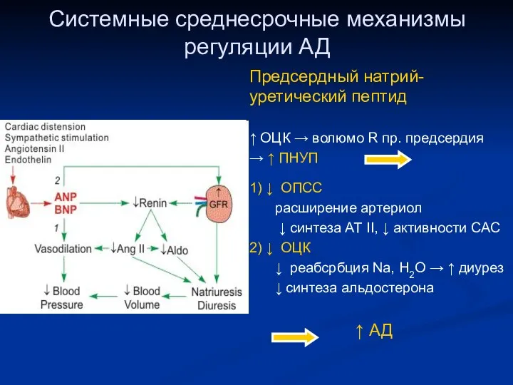 Системные среднесрочные механизмы регуляции АД Предсердный натрий-уретический пептид ↑ ОЦК