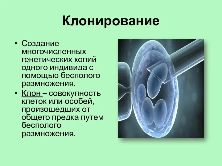 Клонирование Создание многочисленных генетических копий одного индивида с помощью бесполого