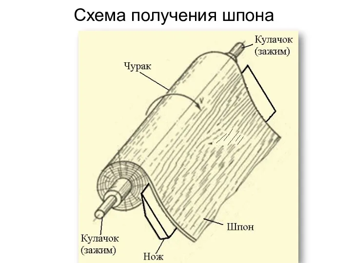 . Схема получения шпона