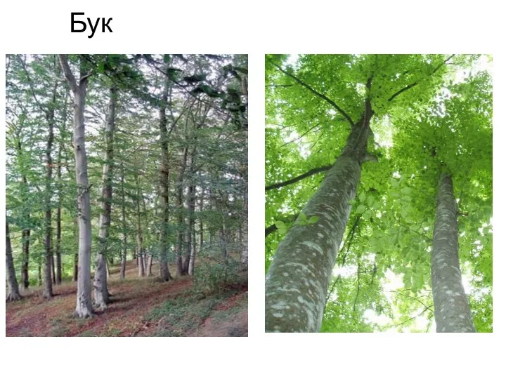 Бук