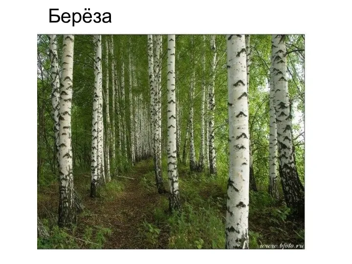 Берёза