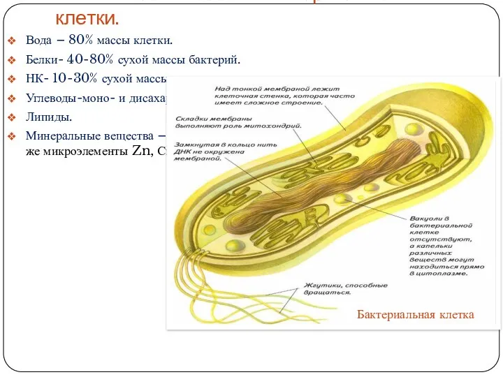 1.Химический состав бактериальной клетки. Вода – 80% массы клетки. Белки-