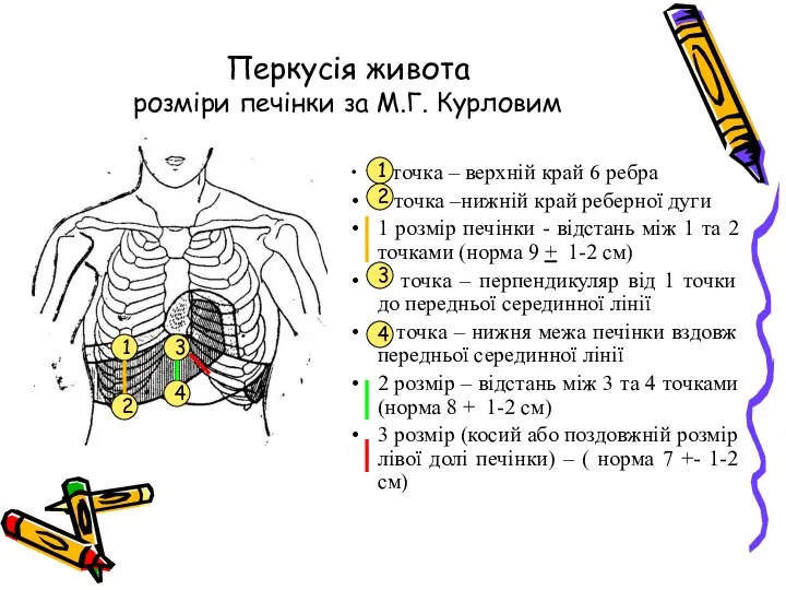 Перкусія живота розміри печінки за М.Г. Курловим 1 точка –