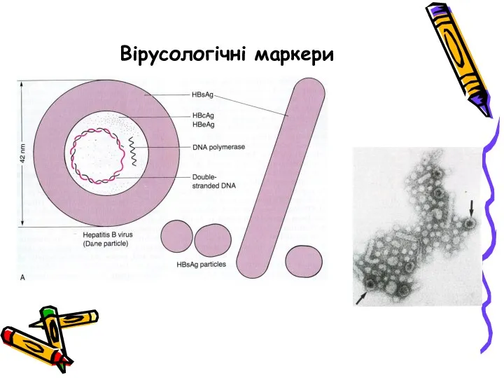 Вірусологічні маркери